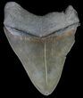 Serrated, Megalodon Tooth - Georgia #63936-1